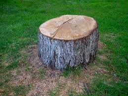 Best Hazardous Tree Removal  in Asotin, WA