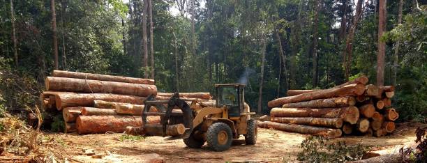 How Our Tree Care Process Works  in  Asotin, WA