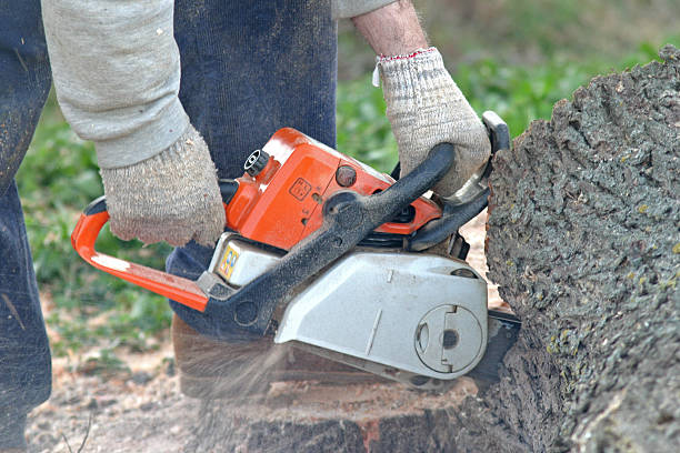 Tree and Shrub Care in Asotin, WA