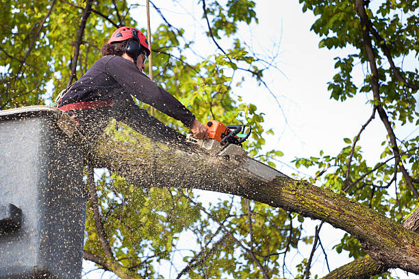 Asotin, WA Tree Care Company